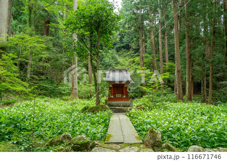 滋賀県東近江市　新緑の百済寺の境内にある弁天堂と見頃の半化粧の白い葉 116671746