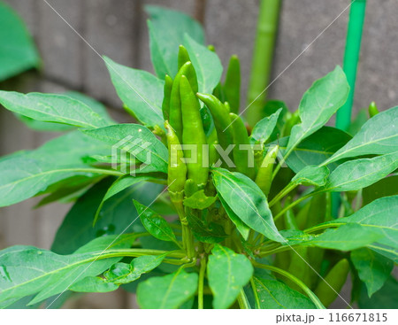 ししとう 116671815