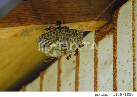 小屋の軒下のアシナガバチの巣 116671889