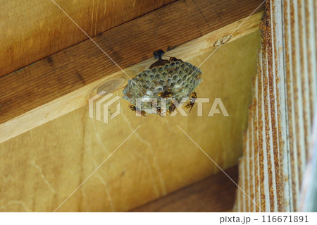 小屋の軒下のアシナガバチの巣 小屋の軒下のアシナガバチの巣 116671891