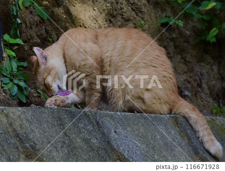 散歩みちで出会う野良猫くん、警戒心が和らいだ。 散歩みちで出会う野良猫くん、警戒心が和らいだ。 116671928