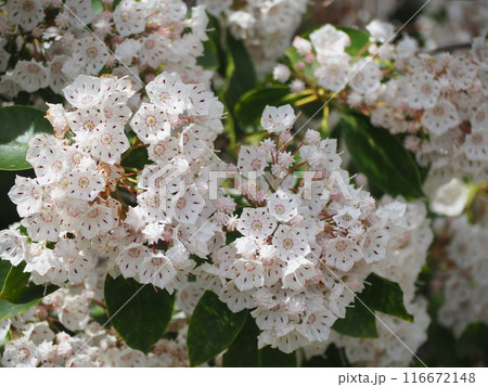 カルミア カルミア 116672148