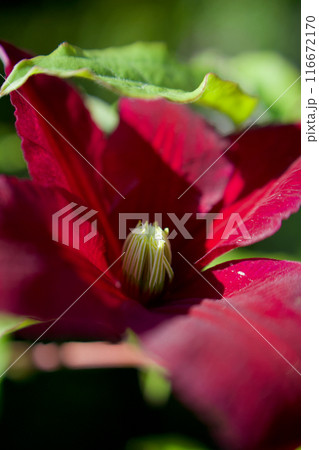 クレマチス・パテンス系「はやて」の開花。花言葉は「精神の美」「旅人の喜び」「甘い束縛」。 クレマチス・パテンス系「はやて」の開花。花言葉は「精神の美」「旅人の喜び」「甘い束縛」。 116672170