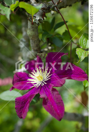 クレマチス・パテンス系「はやて」の花。花言葉は「精神の美」「旅人の喜び」「甘い束縛」。 116672196