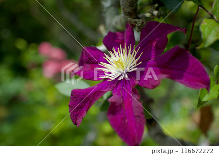 クレマチス・パテンス系「はやて」の花。花言葉は「精神の美」「旅人の喜び」「甘い束縛」。 116672272