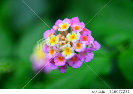 可愛い花 ☆mar_lapin 可愛い花 ☆mar_lapin 116672281