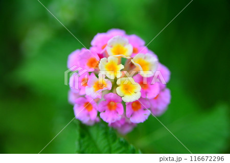 かわいい花　☆mar_lapin 116672296