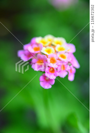 かわいい花 ☆mar_lapin かわいい花 ☆mar_lapin 116672302