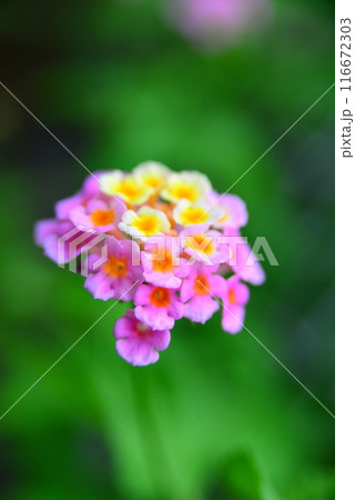 かわいい花　☆mar_lapin 116672303