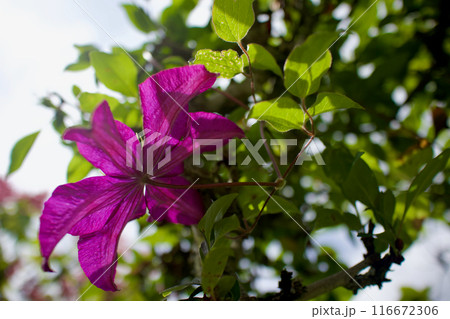 クレマチス・パテンス系「はやて」の花。花言葉は「精神の美」「旅人の喜び」「甘い束縛」。 116672306