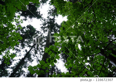 上色見熊野座神社の奥で撮影した自然 116672307