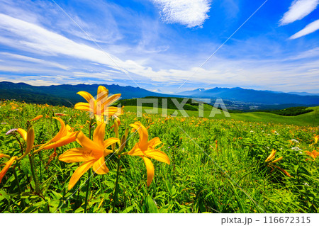 霧ヶ峰高原に咲く 霧ヶ峰高原に咲く 116672315