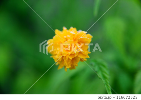 かわいい花々 ☆mar_lapin かわいい花々 ☆mar_lapin 116672325