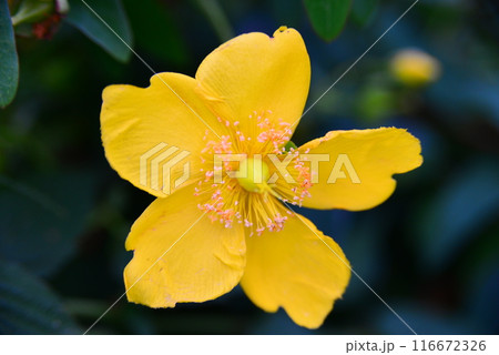 かわいい花々 ☆mar_lapin かわいい花々 ☆mar_lapin 116672326