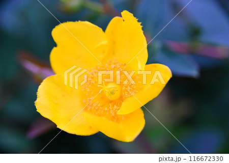 かわいい花々　☆mar_lapin 116672330