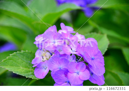 かわいい花々 ☆mar_lapin かわいい花々 ☆mar_lapin 116672331