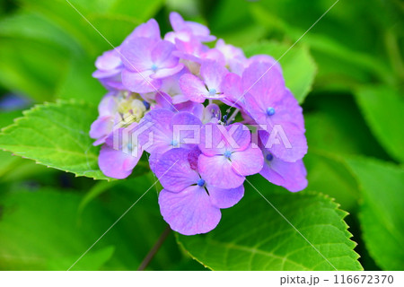 アジサイ ☆mar_lapin アジサイ ☆mar_lapin 116672370