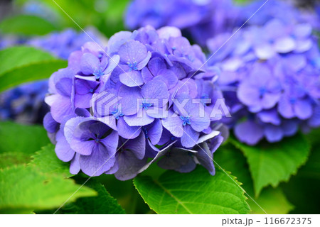 あじさい　☆mar_lapin 116672375