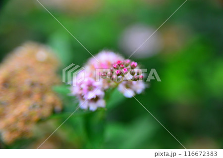 かわいい花 ☆mar_lapin かわいい花 ☆mar_lapin 116672383