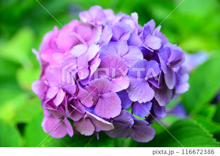 紫陽花 ☆mar_lapin 紫陽花 ☆mar_lapin 116672386