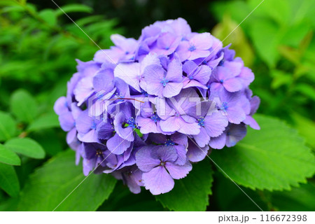 あじさい　☆mar_lapin 116672398