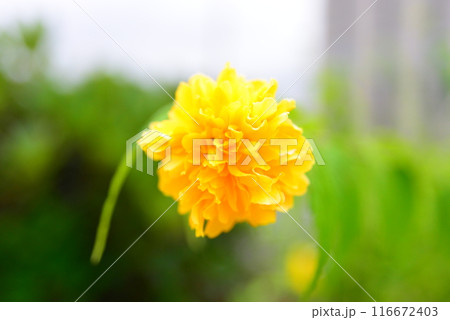 かわいい花々 ☆mar_lapin かわいい花々 ☆mar_lapin 116672403