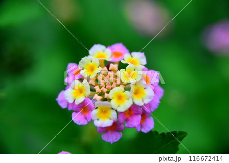 小さなお花　☆mar_lapin 116672414