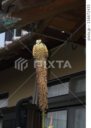 ササノユキ六十年超しの開花 ササノユキ六十年超しの開花 116672435