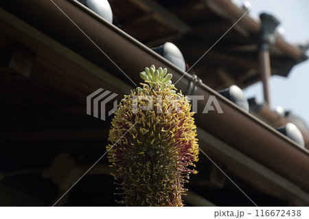 ササノユキ六十年超しの開花 ササノユキ六十年超しの開花 116672438