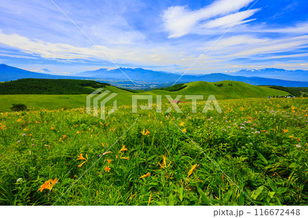 ニッコウキスゲ咲く草原 116672448