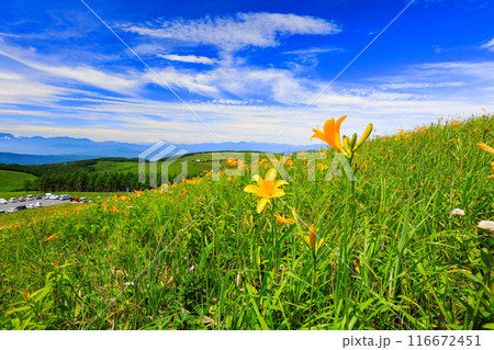 高原に咲くニッコウキスゲ 116672451