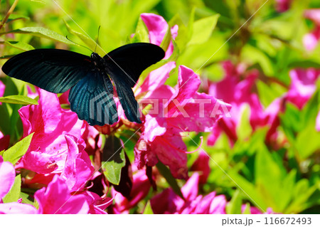 ミヤマカラスアゲハ　アゲハチョウ　ツツジ 116672493