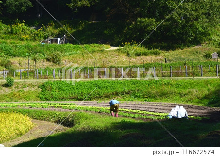 畑仕事 畑仕事 116672574