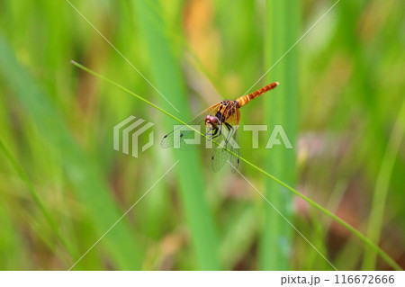 ハッチョウトンボのオス（未成熟） 116672666