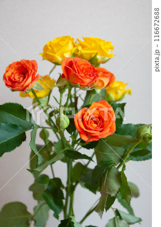 ゴールドダストとベイブ 116672688