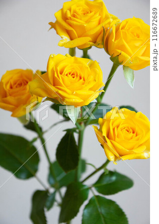 ゴールドダスト ゴールドダスト 116672689