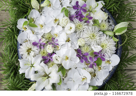 水に浮かぶ色鮮やかな花　花手水 116672978