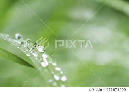 雨の水滴がついた木の葉　梅雨イメージ 116673099