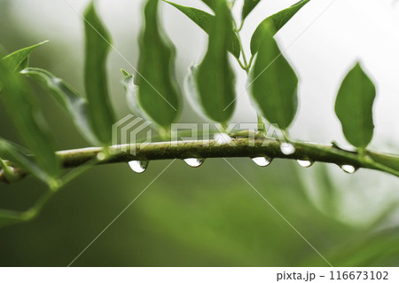 雨の水滴がついた木の葉　梅雨イメージ 116673102