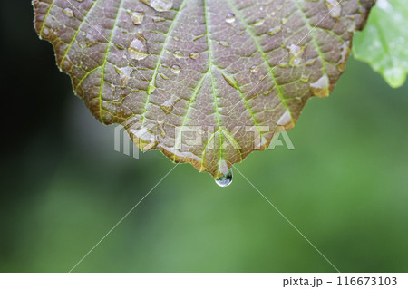 雨の水滴がついた木の葉　梅雨イメージ 116673103