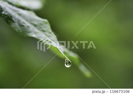 雨の水滴がついた木の葉 梅雨イメージ 雨の水滴がついた木の葉 梅雨イメージ 116673106