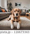 お座りするビーグル犬 116673343
