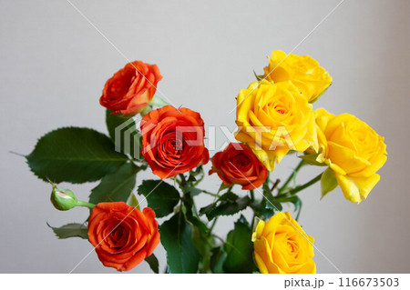 ベイブとゴールドダスト 116673503