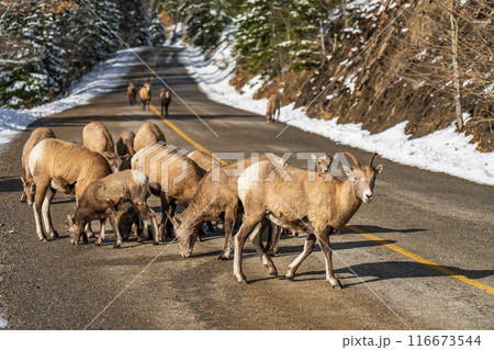 A group of young Bighorn Sheeps (ewe and lamb) on the snowy mountain road. Banff National Park in October, Mount Norquay Scenic Drive. Canadian Rockies, Canada. A group of young Bighorn Sheeps (ewe and lamb) on the snowy mountain road. Banff National Park in October, Mount Norquay Scenic Drive. Canadian Rockies, Canada. 116673544