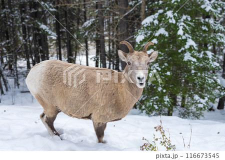 Close-up one young Bighorn Sheep ewe standing in the snowy forest. Banff National Park in October, Mount Norquay, Canadian Rockies, Canada. 116673545
