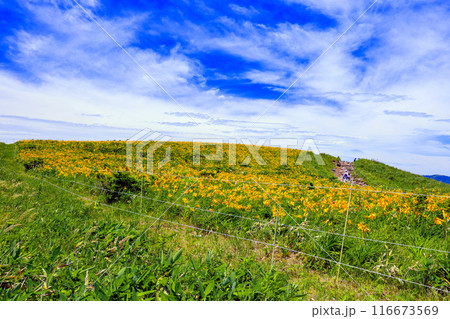 車山肩ビーナスの丘 116673569