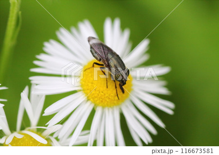 ヒメジョオン（姫女苑）の花にとまるツマグロキンバエ（褄黒金蠅） 116673581