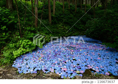 森の中のあじさい池 みちのくあじさい園 岩手県 森の中のあじさい池 みちのくあじさい園 岩手県 116673637