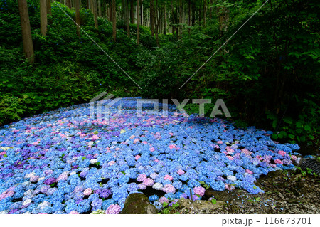 紫陽花で埋まる森の中の池　みちのくあじさい園　岩手県 116673701