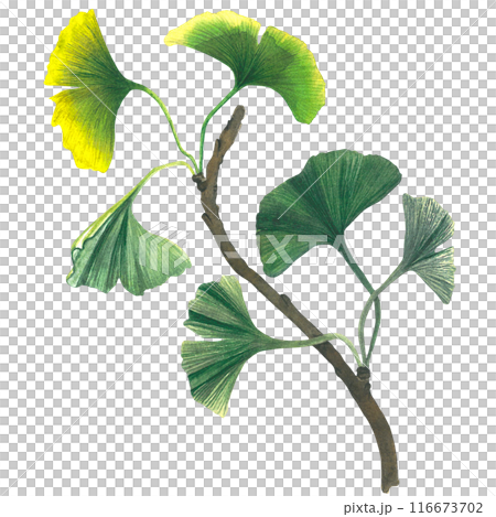 Watercolor illustration of ginkgo biloba branch with leaves. Hand drawn, isolated on white background 116673702